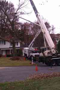 Removal of a Pin Oak tree.